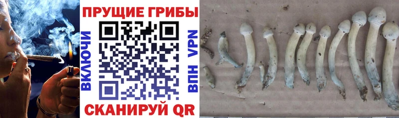 Галлюциногенные грибы прущие грибы  Хасавюрт 